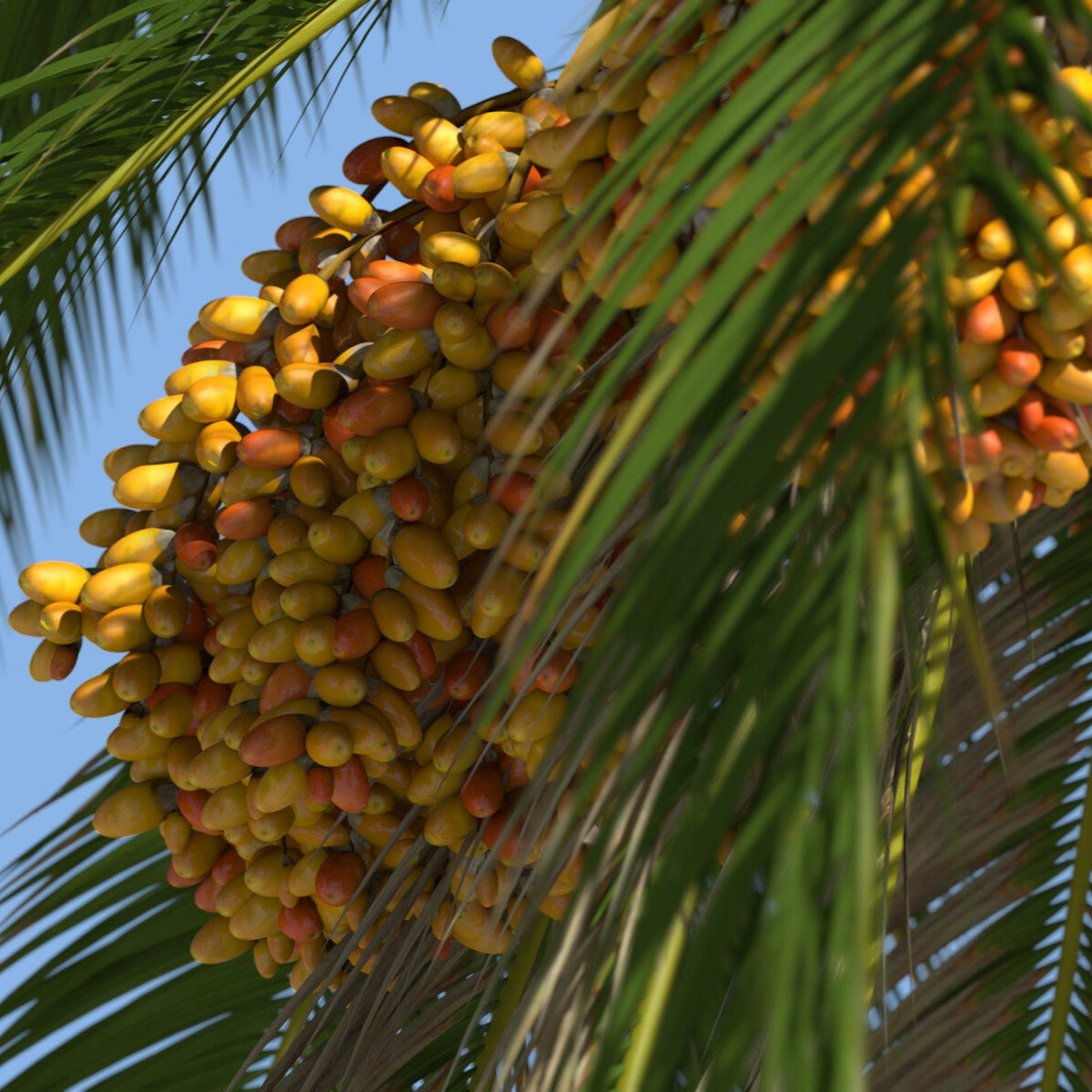 Phoenix Canariensis Fruit Seeds