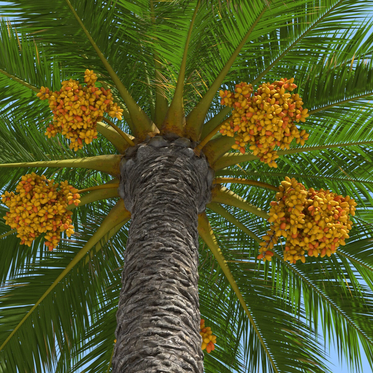 Phoenix Canariensis Fruit Seeds