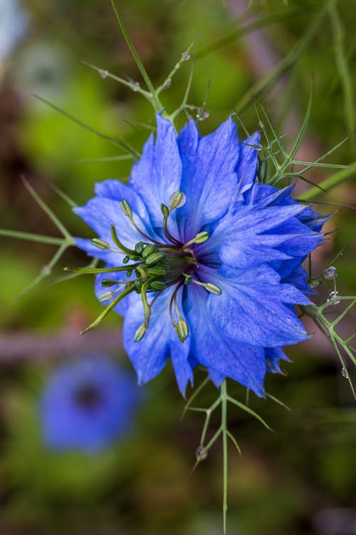 Love in A Mist Flower seeds for Planting Fragrant Blossoms Heirloom & GMO Free Seeds for Home Garden
Sale for planting in home garden