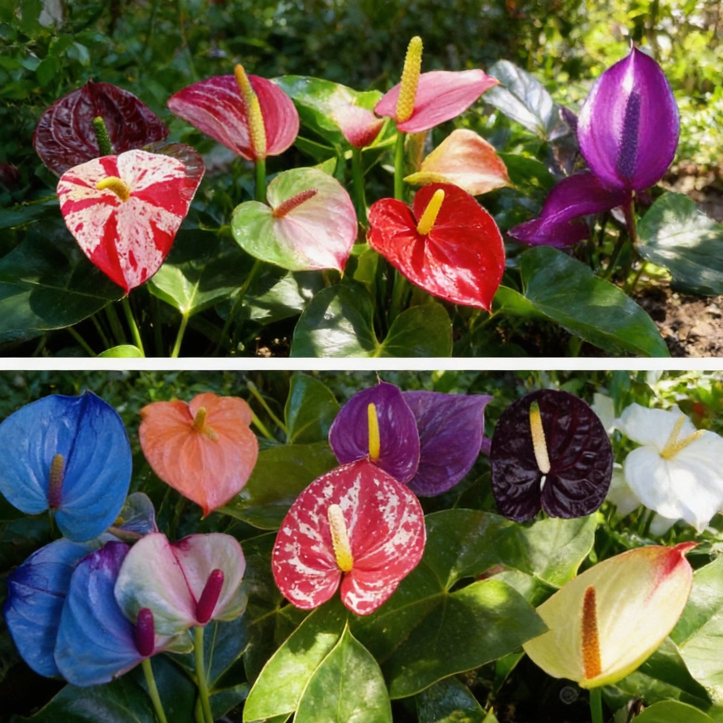 Anthurium Perennial Mixed Seeds - Grow Exotic Tropical Plants