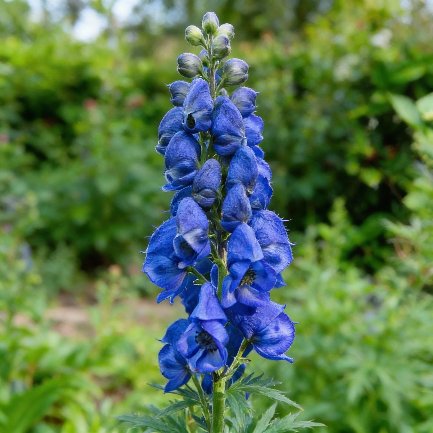 Blue Aconitum Carmichaelii Seeds for Planting - Stunning Perennial Flower Seeds