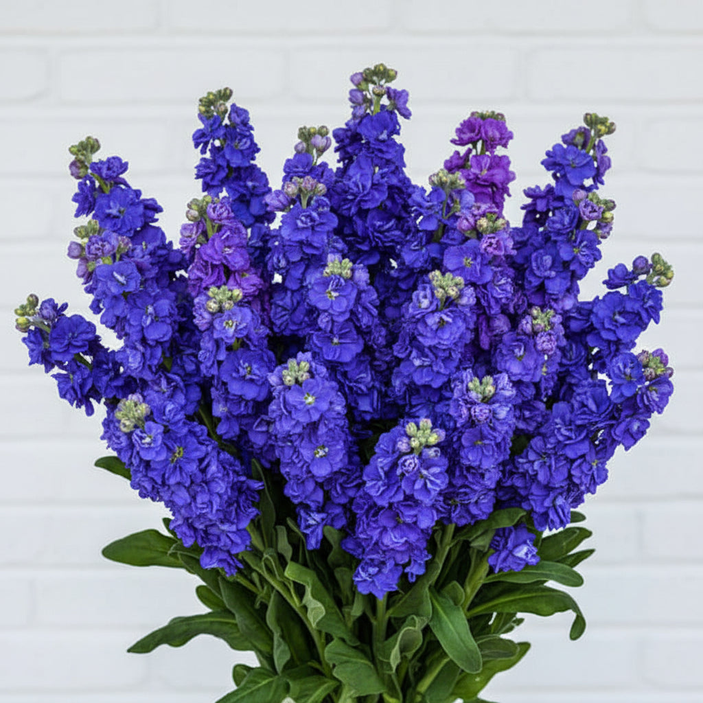 青花 20 青花酒青花20