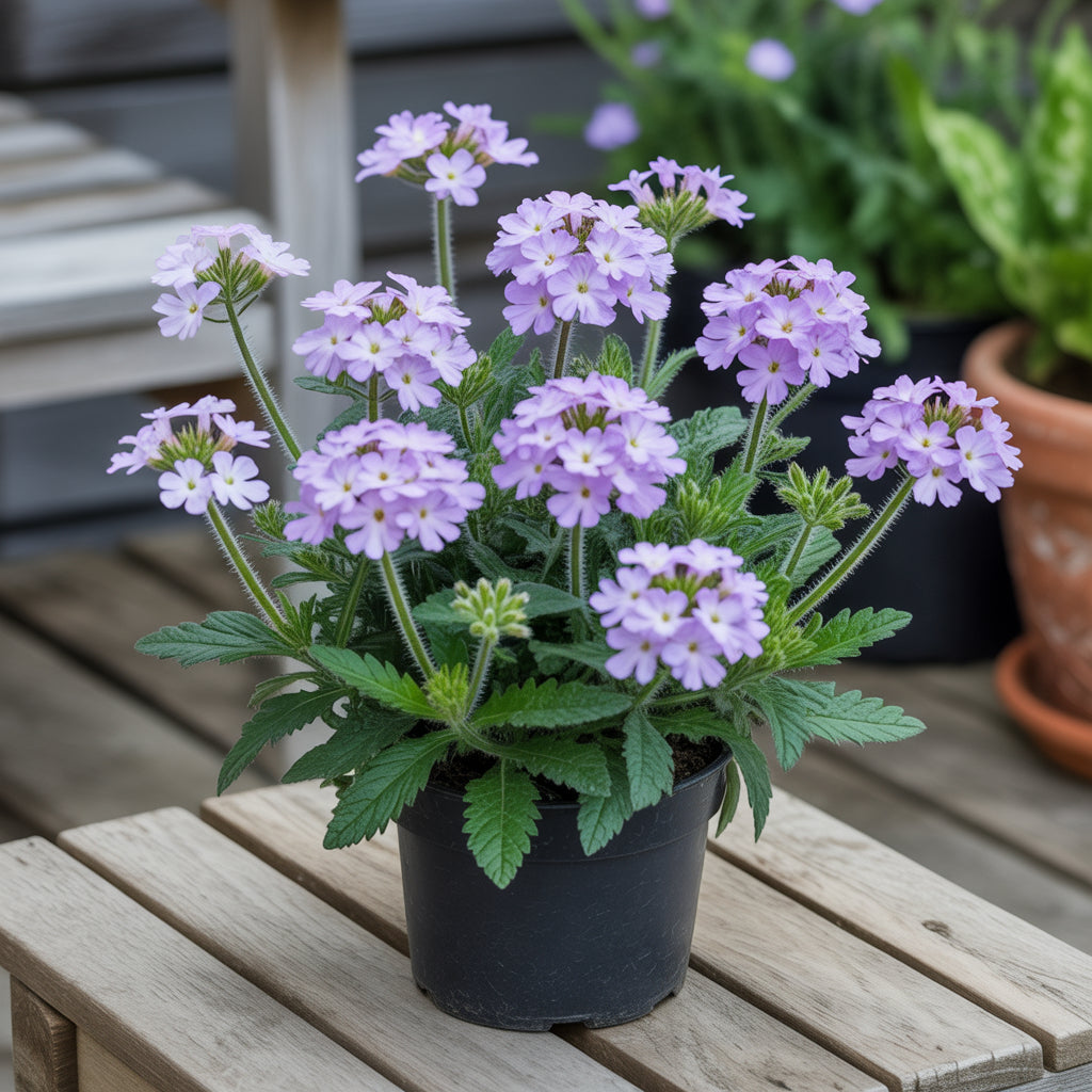 Purple Verbena Seeds for Planting Vibrant Garden Blooms
