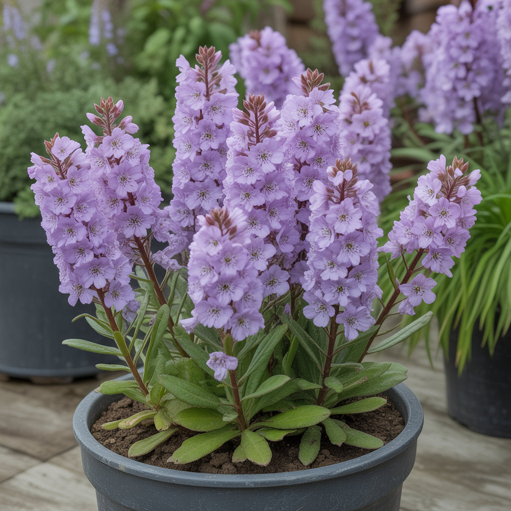 Purple Hoary Stock Flower Seeds for Planting Vibrant Annual Blooms