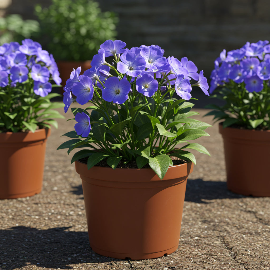 Blue Anchusa Seeds - Perfect for Planting