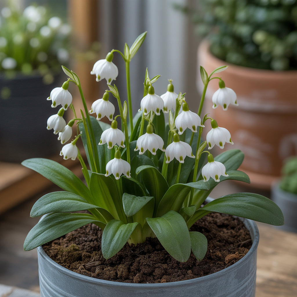 White Snowbells Flower Planting - Seeds for Beautiful and Delicate Blooms in Your Garden