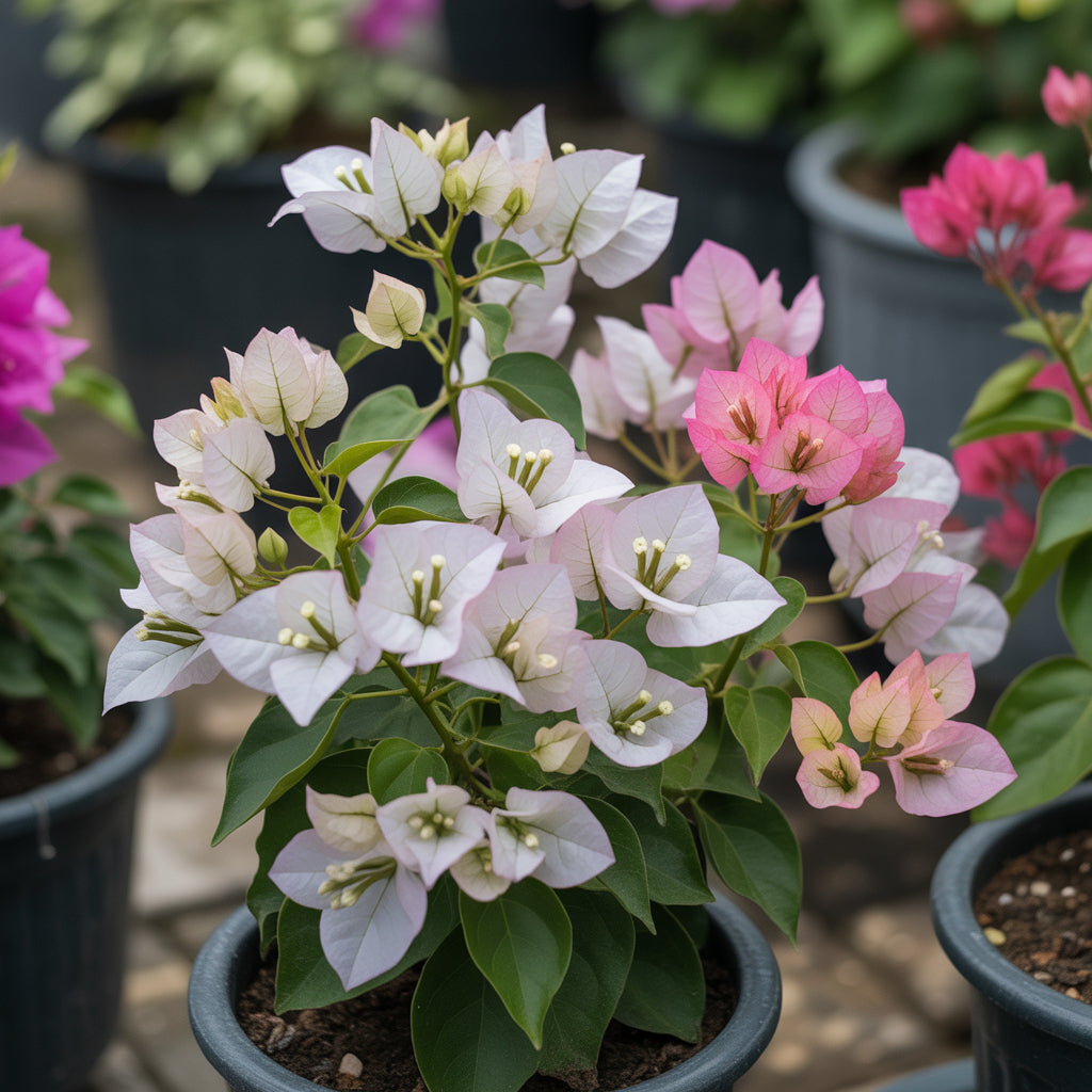 White Pink Bougainvillea Flower Seeds for Planting Seed for Vibrant and Lush Blooms