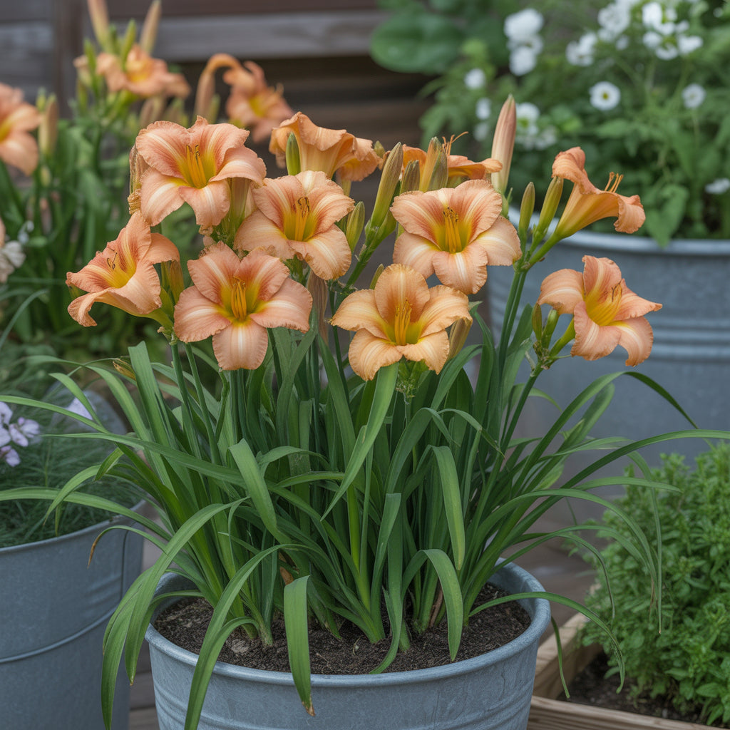 Hemerocallis Orange Seeds Easy Planting for Stunning Blooms