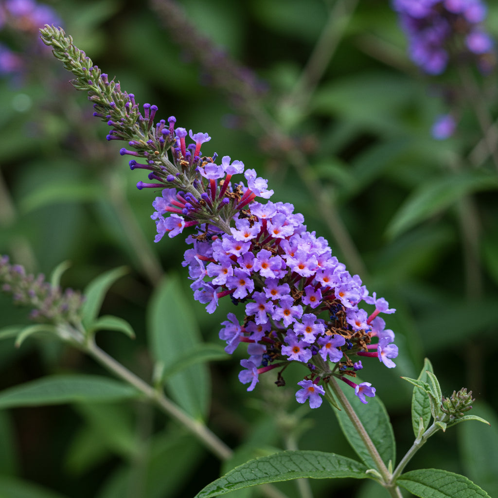 Semi di fiore di Buddleia blu per piantare