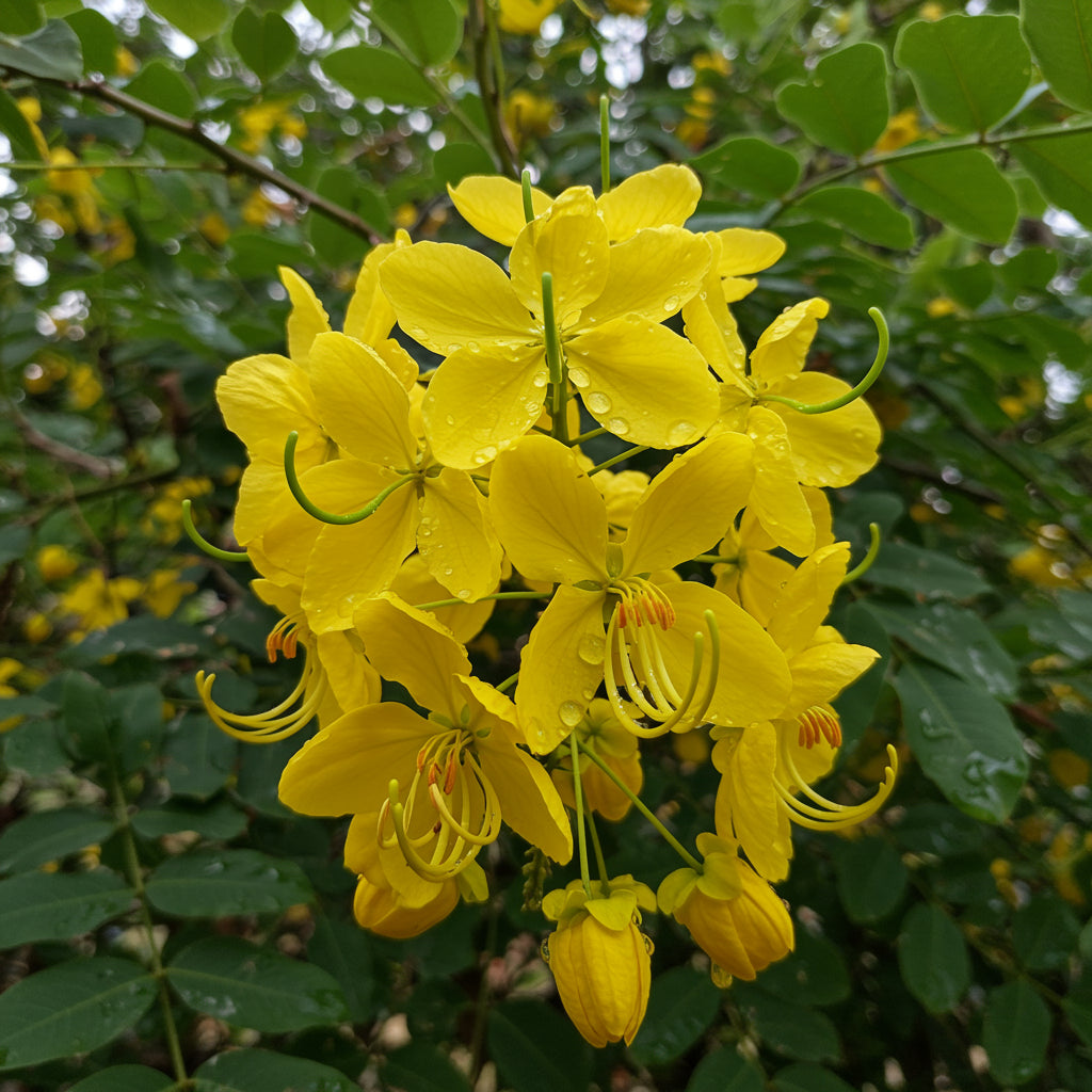 Yellow Cassia Alata Seeds for Planting - Medicinal Benefits