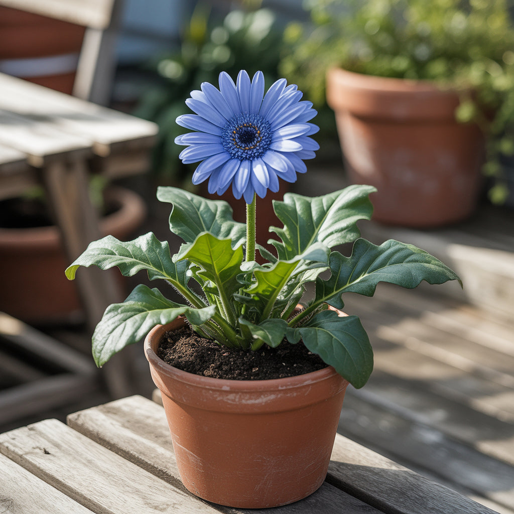 planting daisy seeds in pots Gerbera Daisy Seeds – Blue Gerbera Daisy Seeds for Planting – Pure Asia Seeds