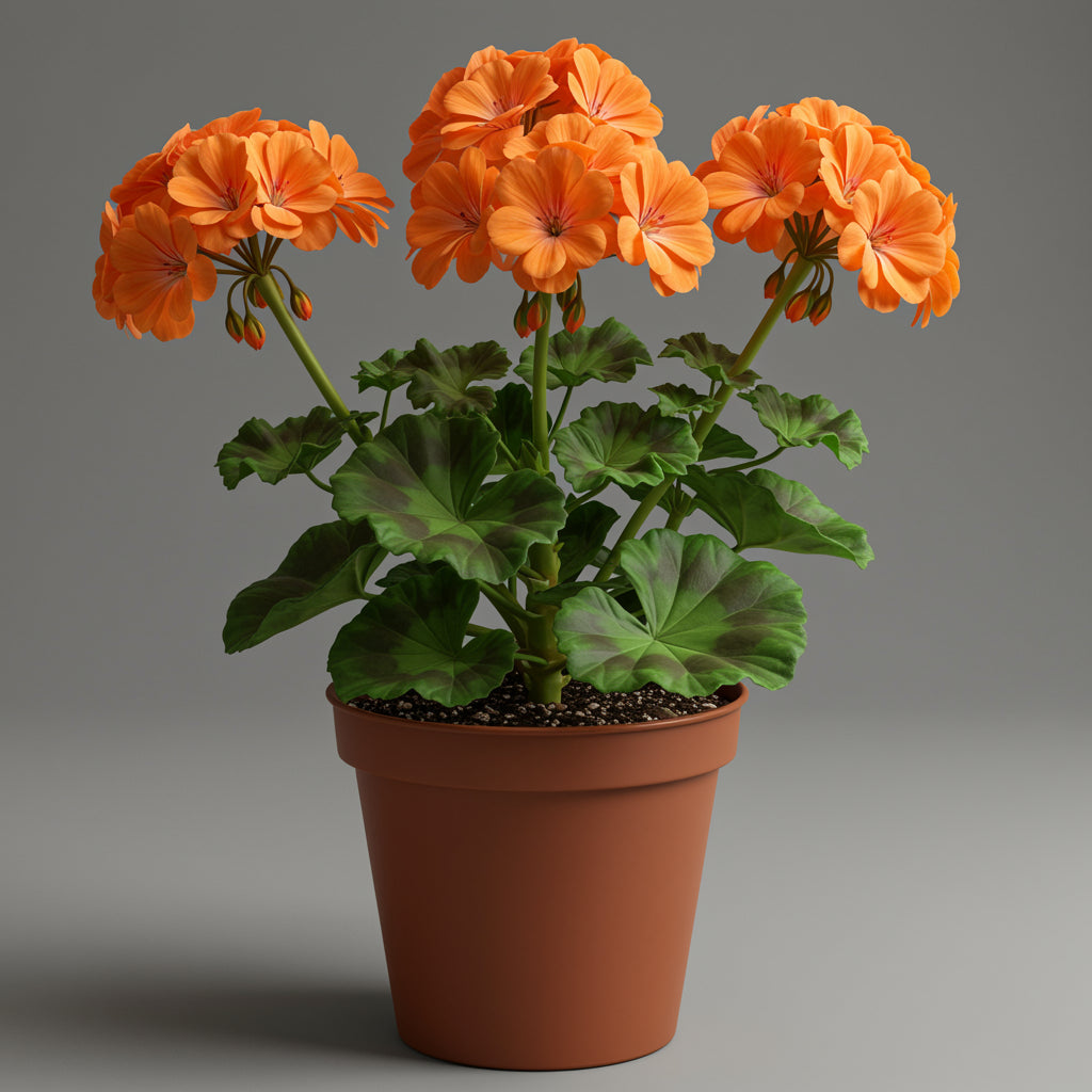 Geranium Pelargonium Rose Seeds for Planting