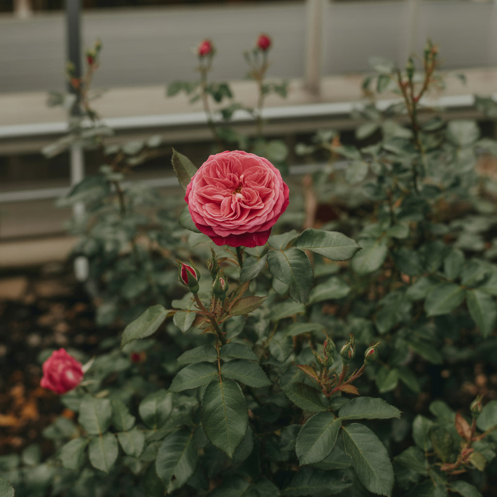 Rose Flower Seeds for Planting - Red and Yellow Blooms for a Colorful Garden