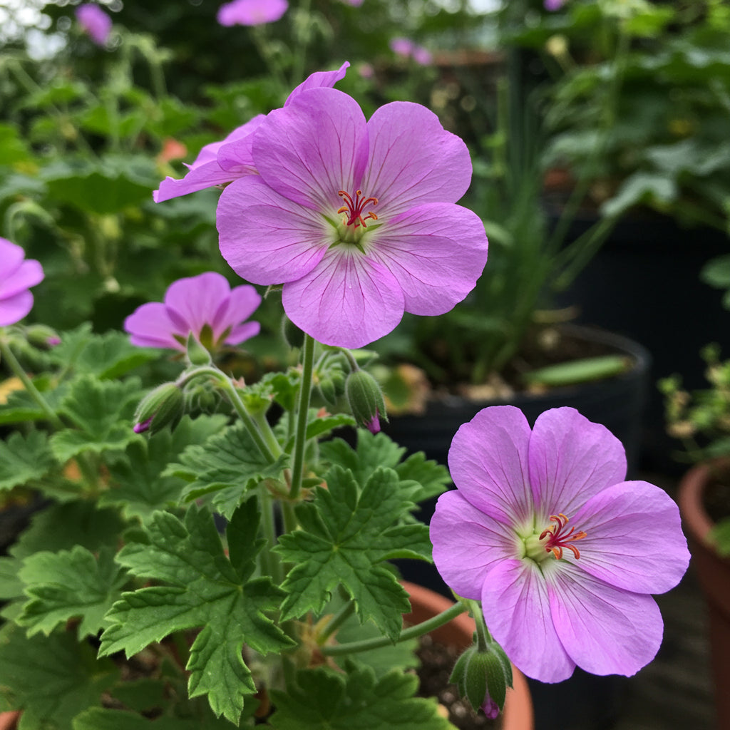 Purple Geranium Flower Seeds for Planting - Vibrant Garden Blooms