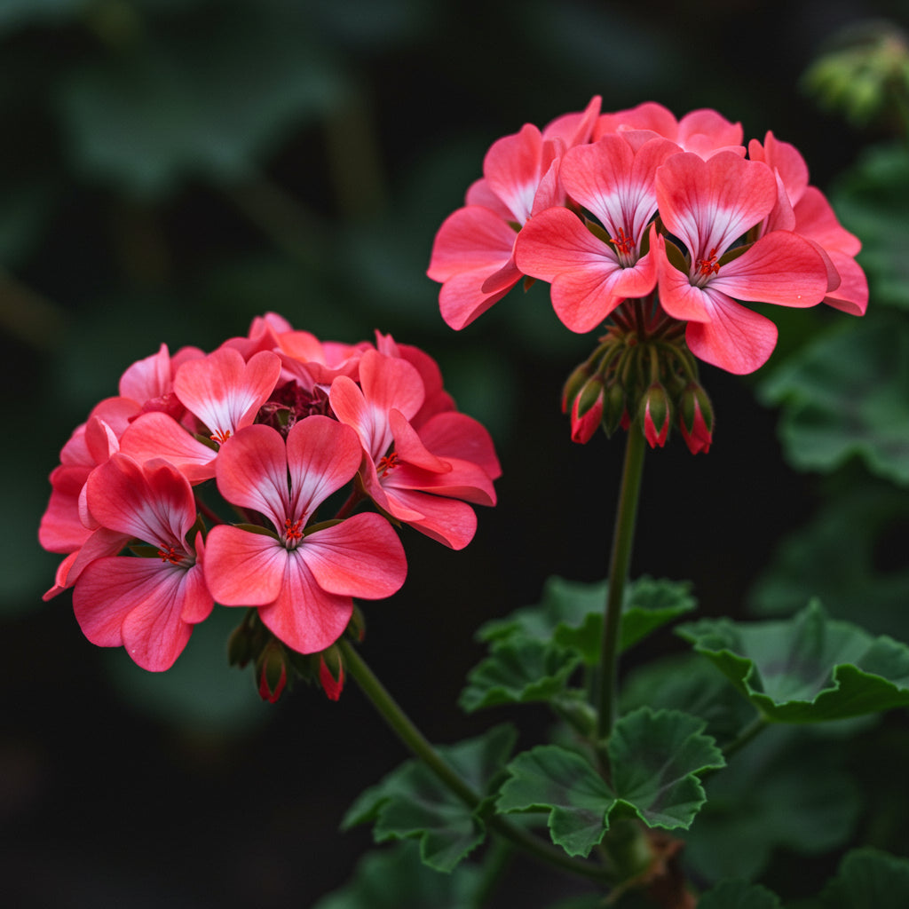 Geranium Flower Seeds for Planting - Vibrant Pink Red Annuals for Your Garden