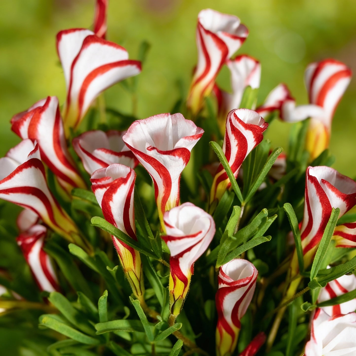 Candy Cane Sorrel Seeds for Planting Vibrant, Easy-to-Grow Perennial Garden Plant