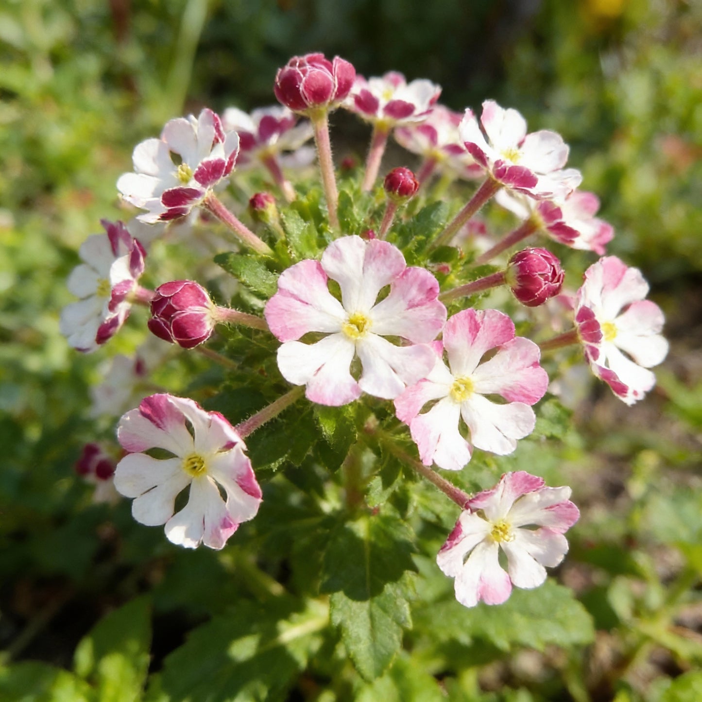 White Pink Zaluzianskya Flower Planting Seeds for Elegant Blooms in Your Garden