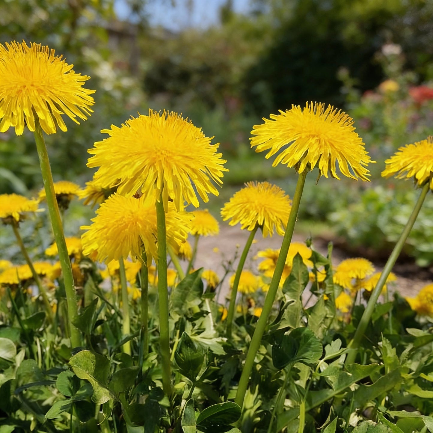 Dandelion Planting Seeds for Garden Growth | High-Quality Seeds for Easy Planting