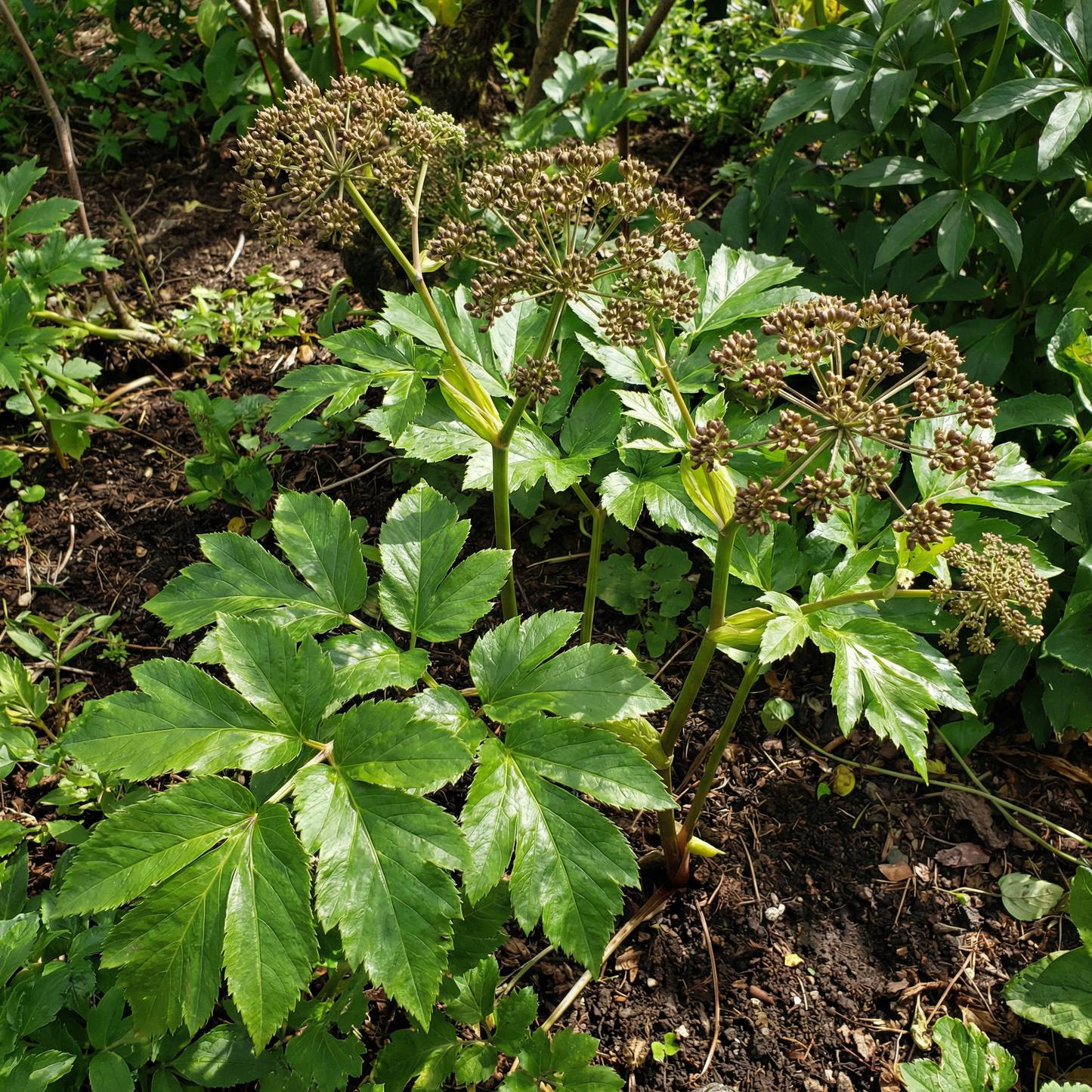 Semillas de Vegetales Ashitaba para Plantar – Semillas de Hoja Verde de Angelica Keiskei
