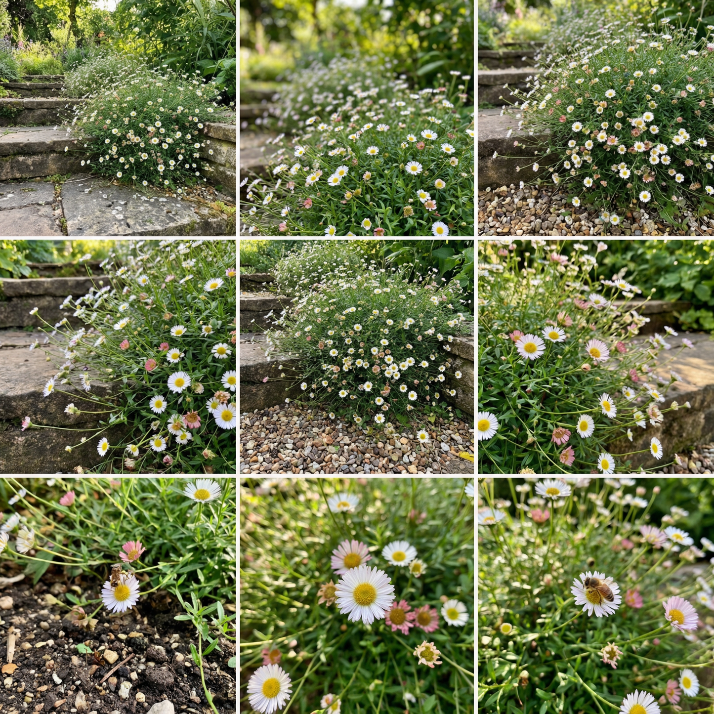 Mexican Daisy Seeds (Erigeron karvinskianus) | Heirloom Garden Flower