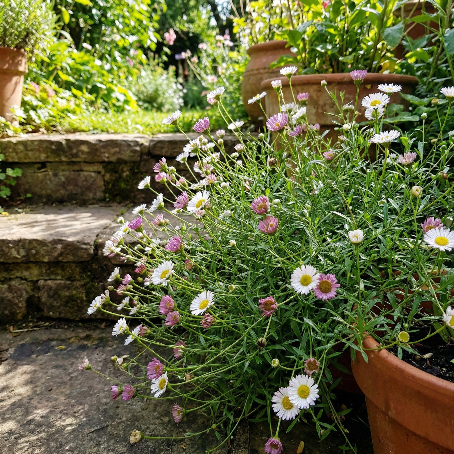 Erigeron Karvinskianus Daisy Seeds for Planting | Heirloom Garden Flower