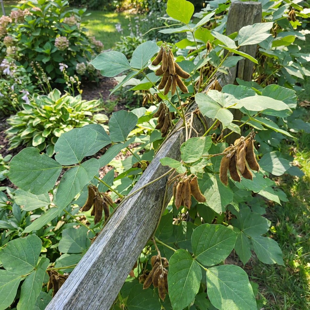 Kudzu Vine Seeds (Pueraria lobata) – Fast Growing Climber for Garden Planting