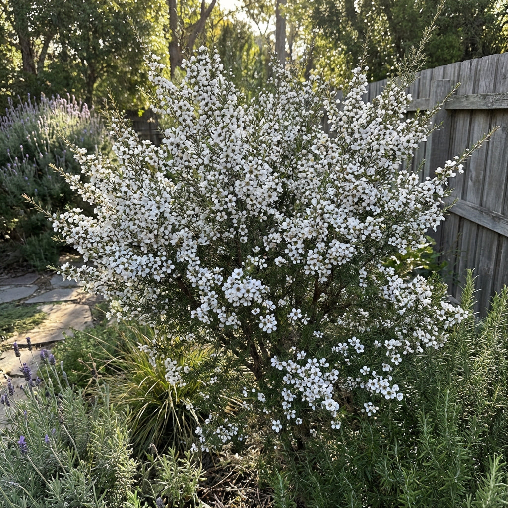 White Leptospermum Scoparium Trees - Seeds for Beautiful Blossoms and Resilient Garden Design