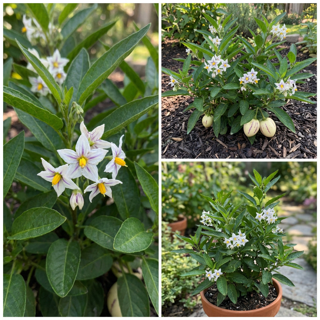 White Purple Pepino Melon Fruit Seeds for Sweet Harvest Planting