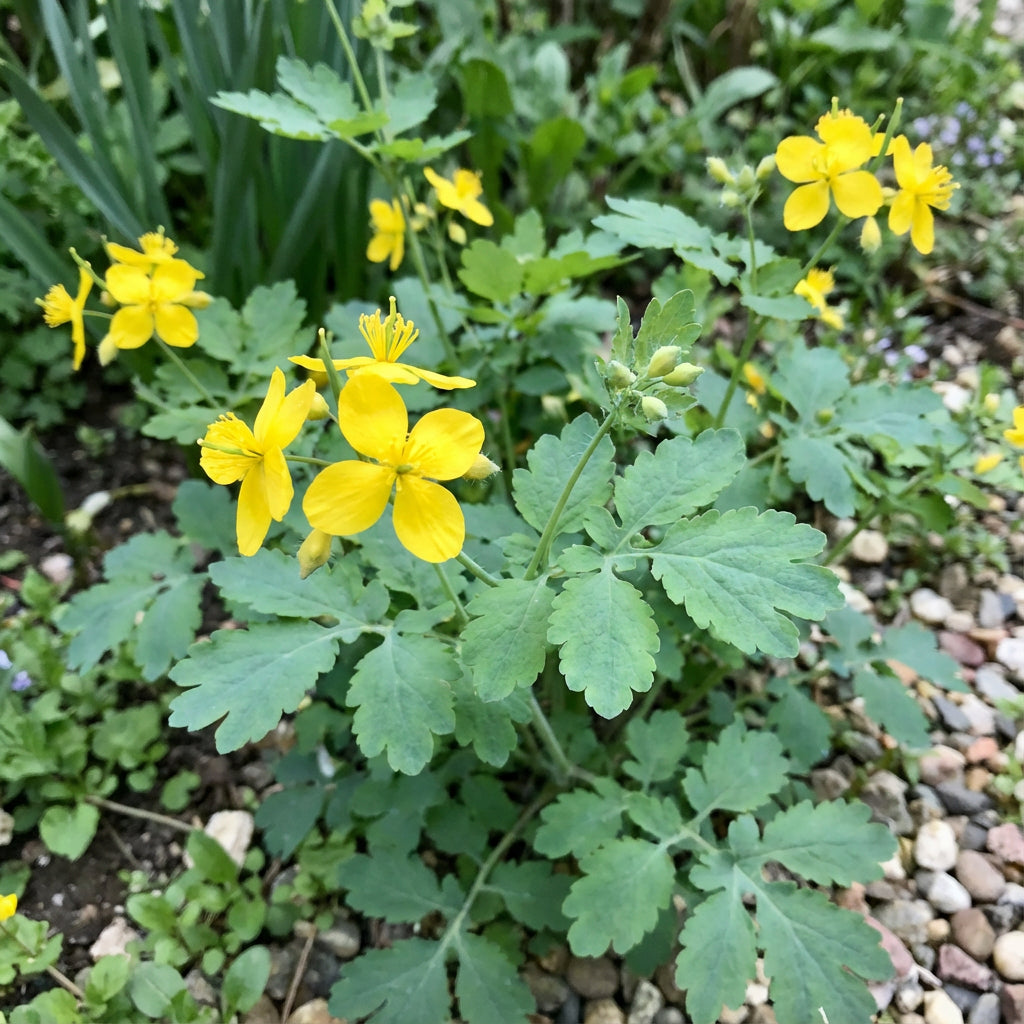 Yellow Tetterwort Flower Seeds for Planting