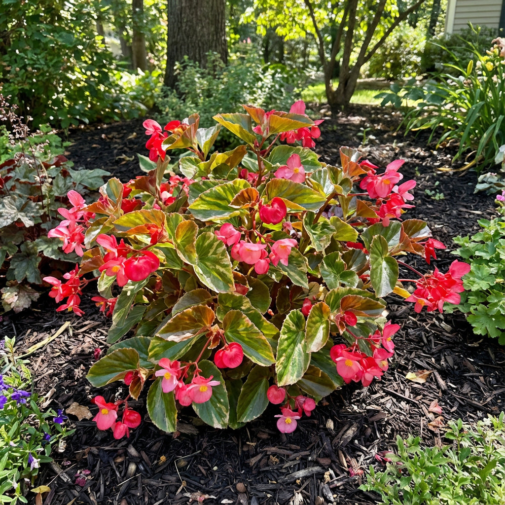 Begonia Seeds for Planting in Shade Gardens