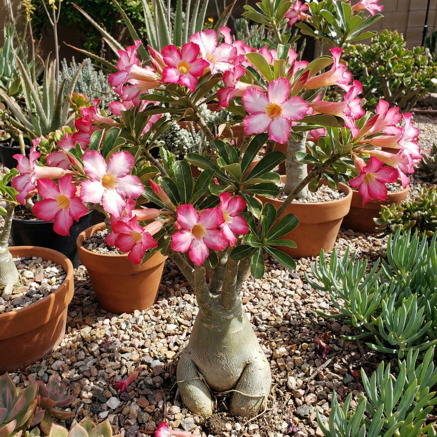 Adenium Obesum Flower Seeds for Planting in Desert Gardens