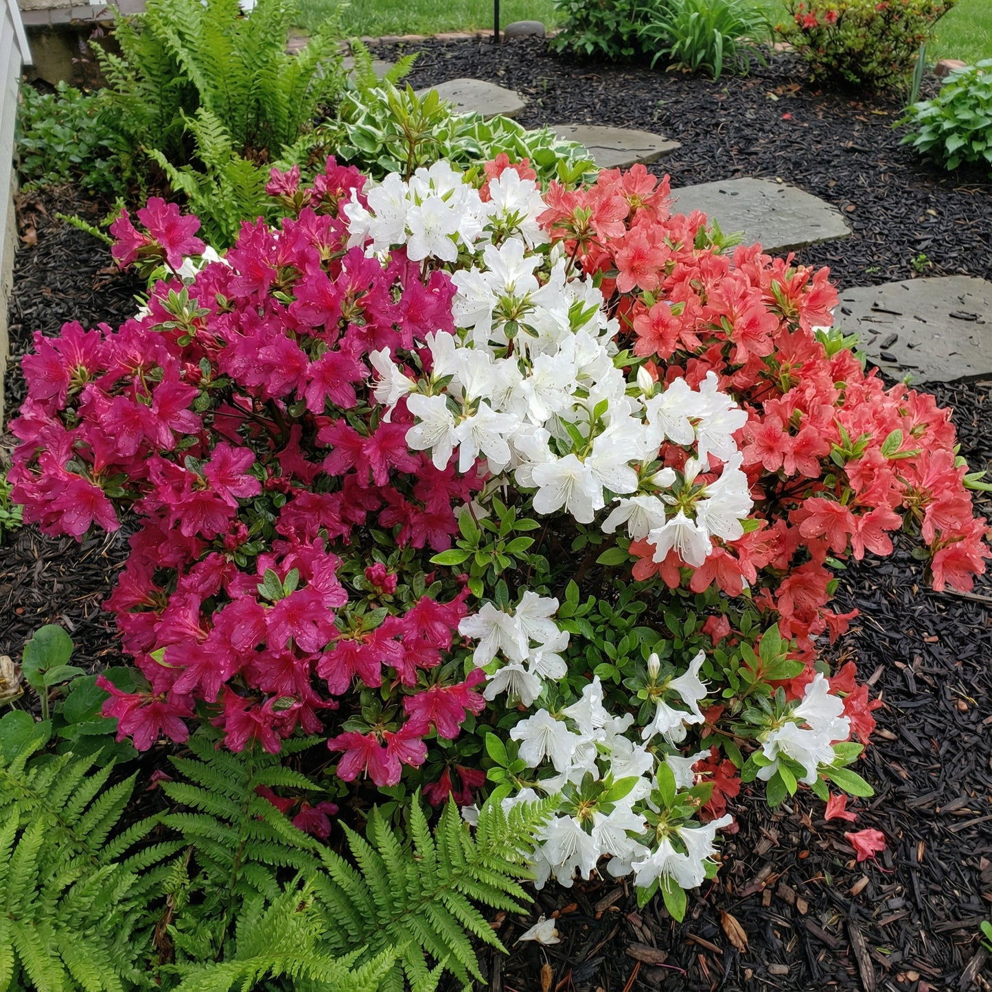 Mixed Azalea Flower Seeds for Colorful Planting