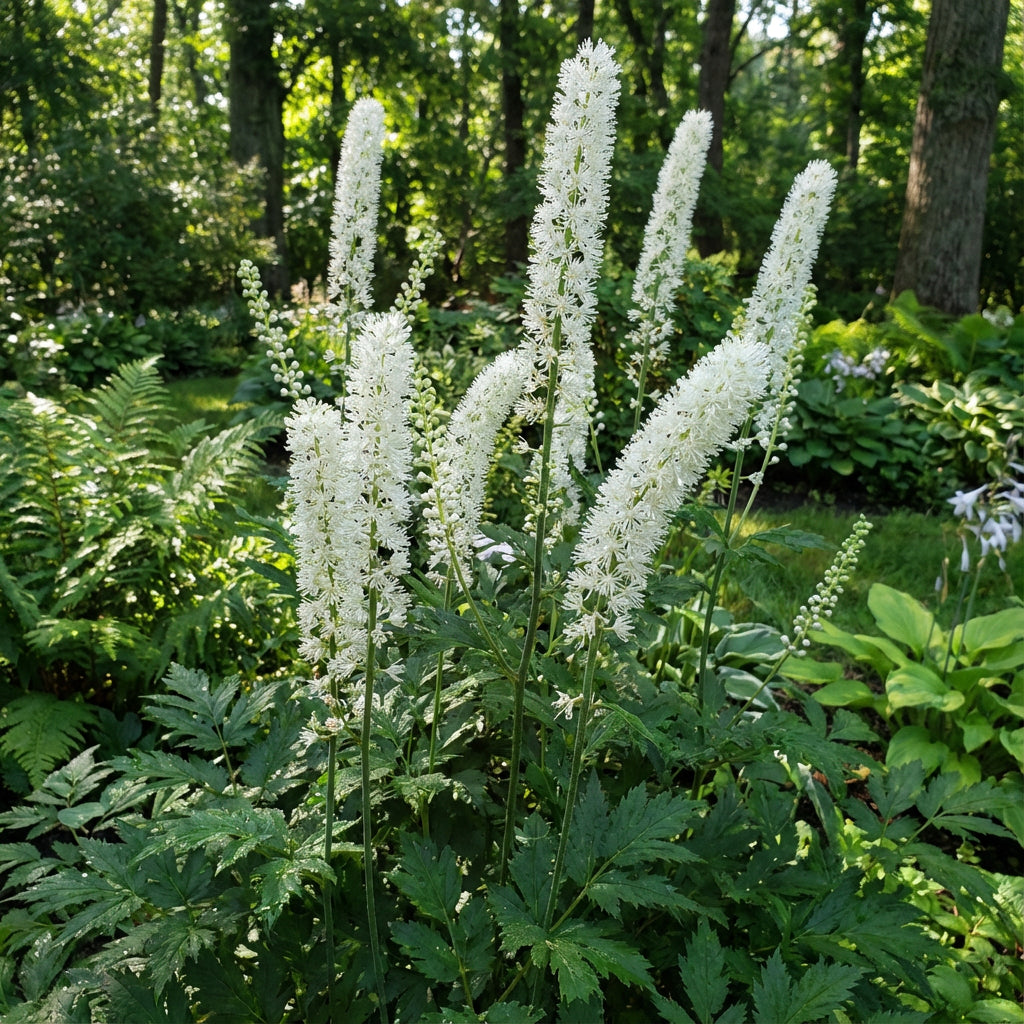 White Racemosa Flower Seeds for Beautiful Gardens