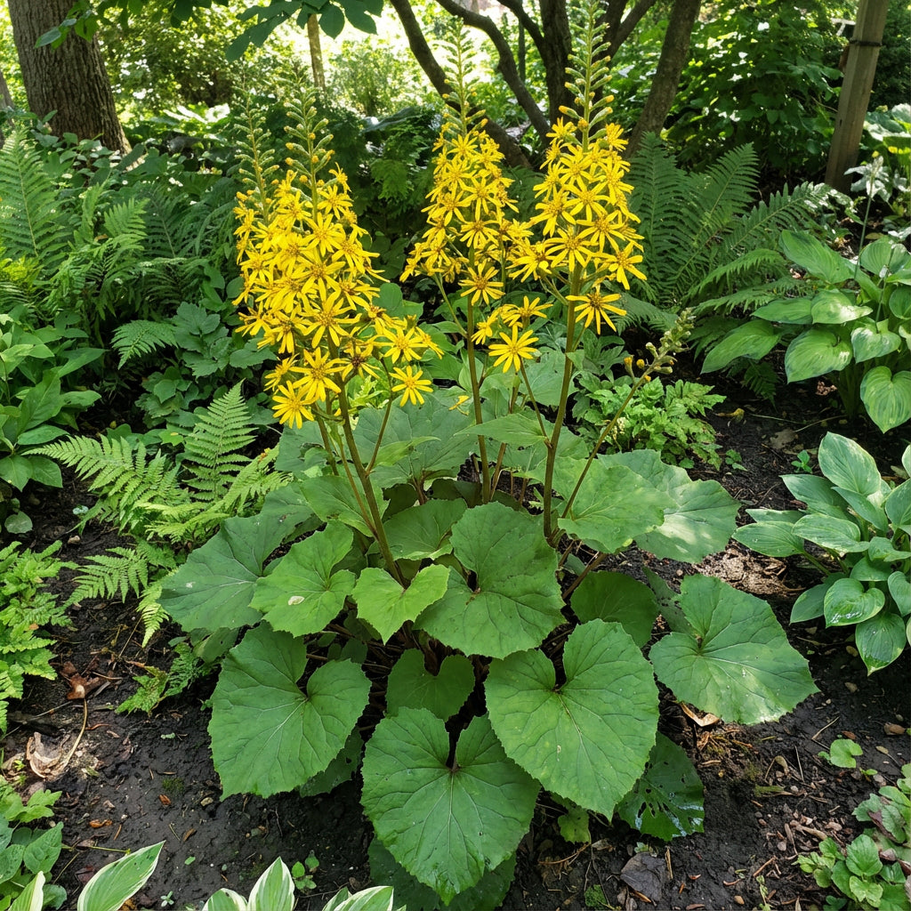 Yellow Ligularia Plant Seeds Planting Guide