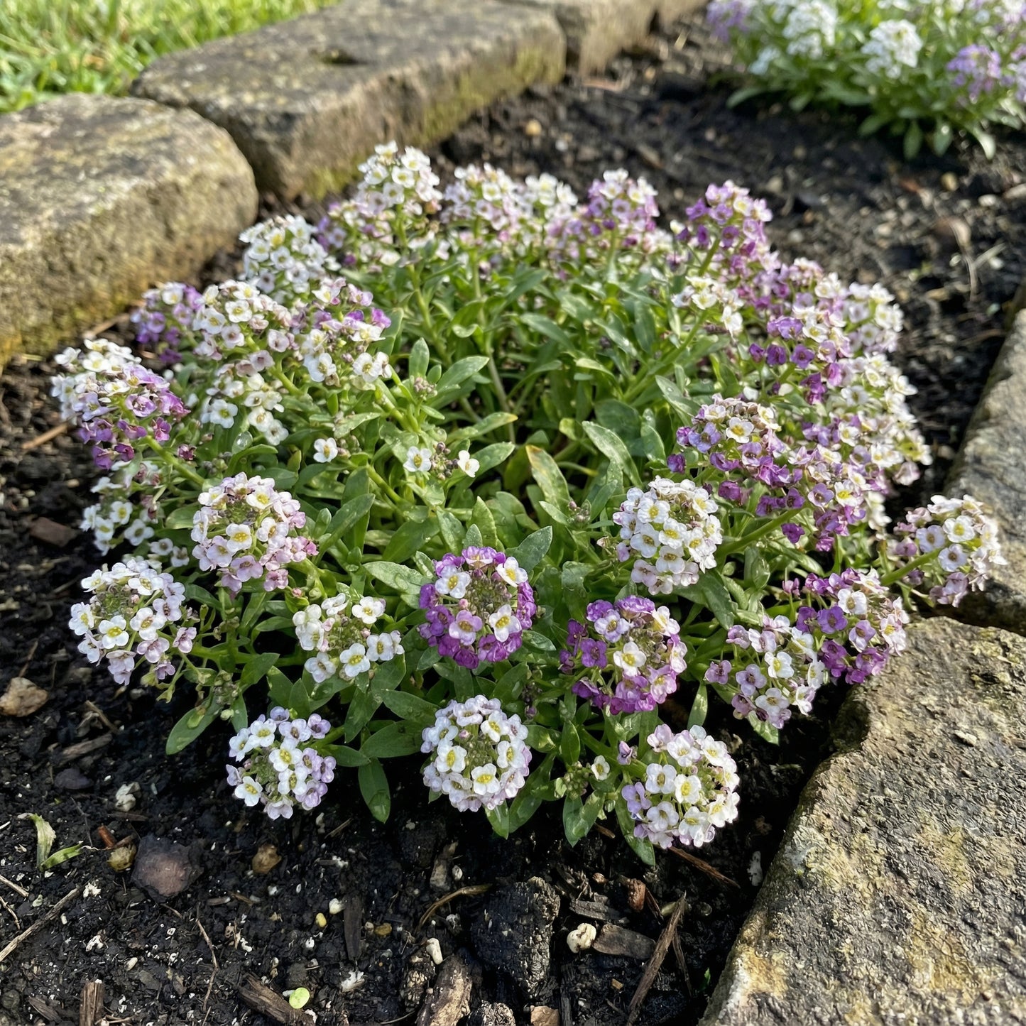 Lobularia Maritima Flower Seeds: Essential Planting Guide