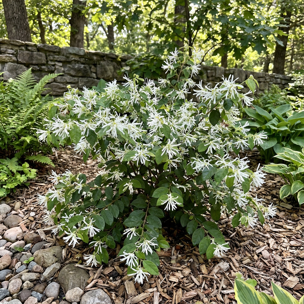 White Loropetalum Seeds: Complete Planting Guide