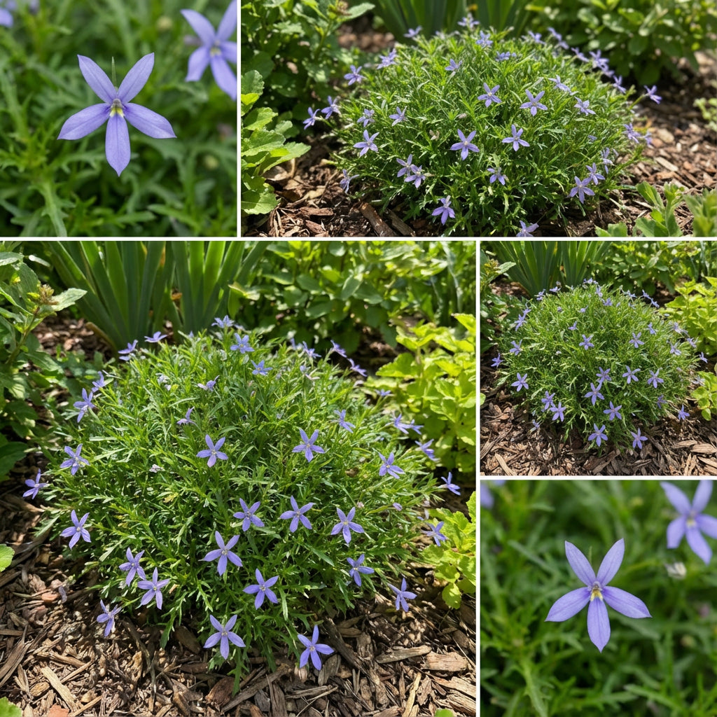 Blue Laurentia Axillaris Flower Seeds for Easy Planting