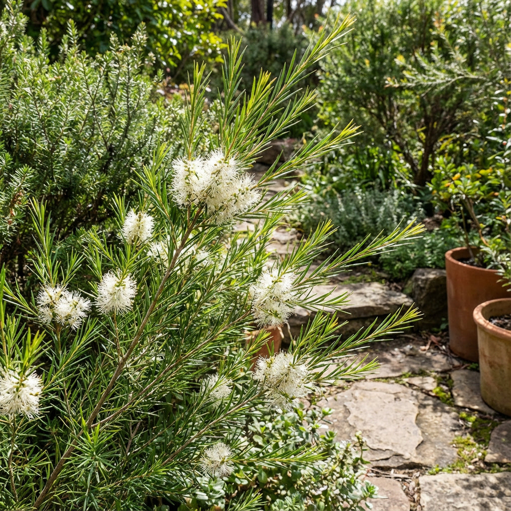 Alternifolia Flower Seeds: Planting Instructions