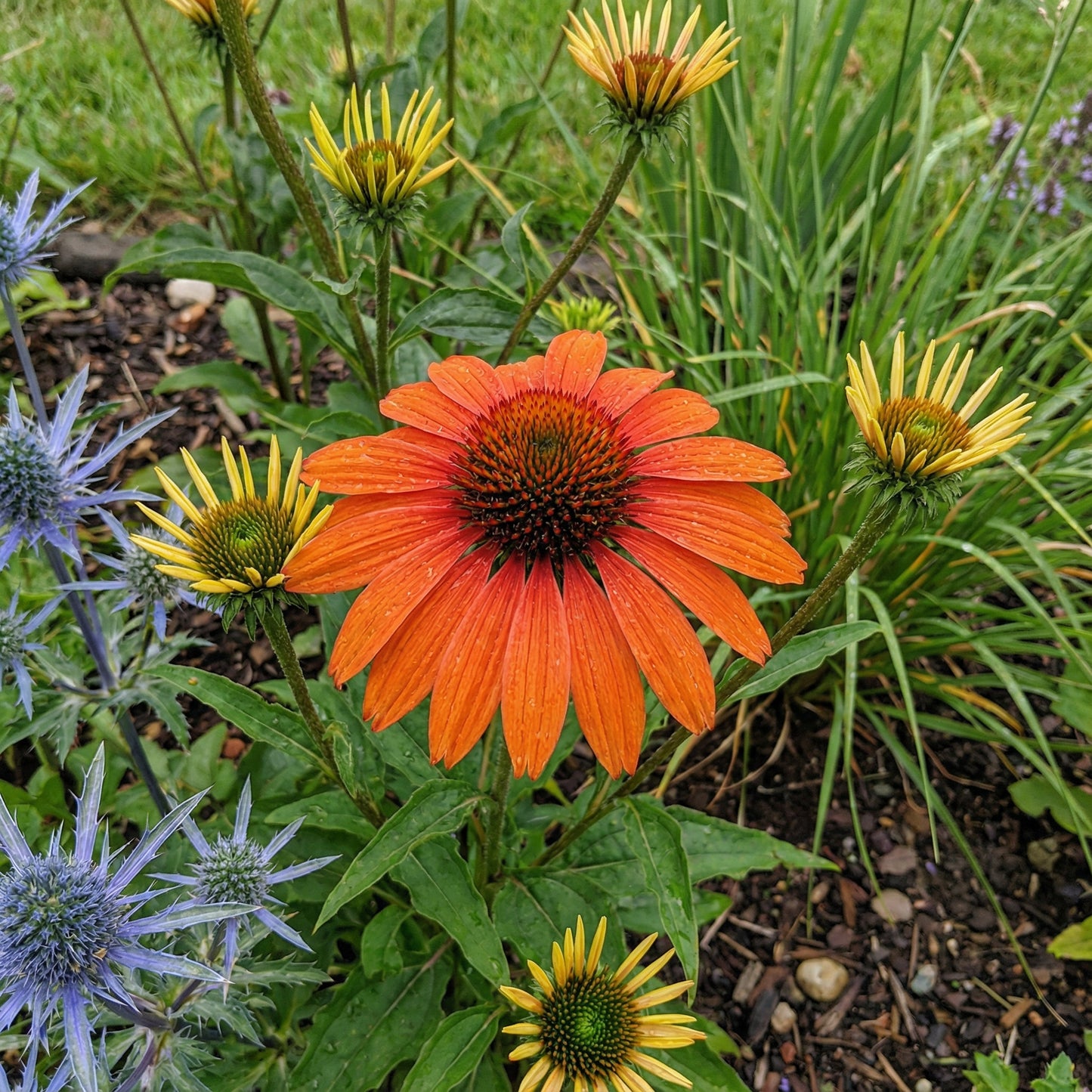 Echinacea Seeds Planting Instructions for Thriving Flowers