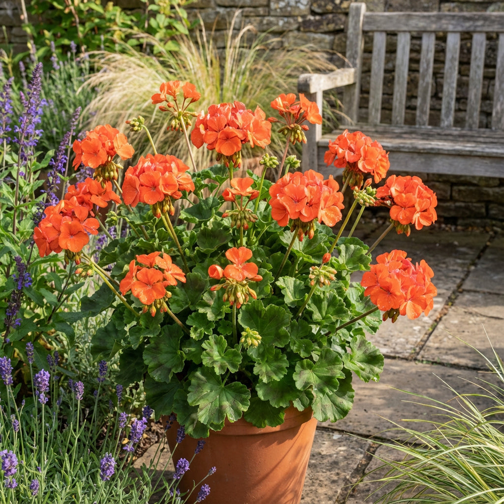 Orange Geranium Flower Seeds for Easy Planting