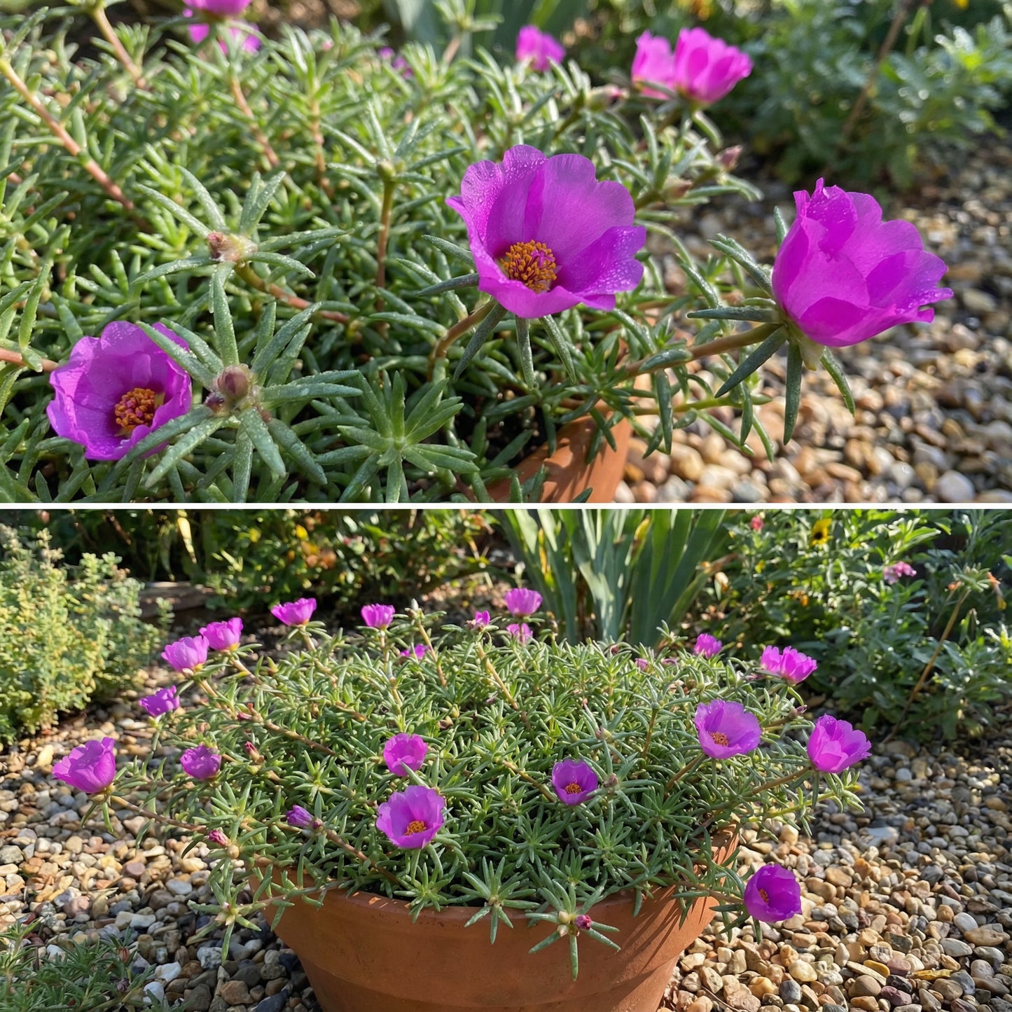 Purple Portulaca Seeds for Summer Planting