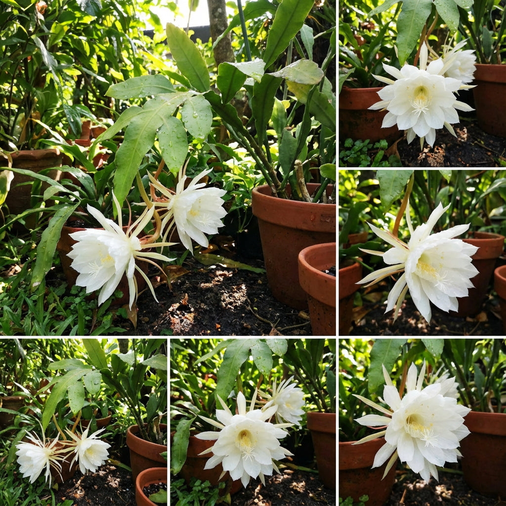 Epiphyllum Oxypetalum White Flower Seeds for Planting