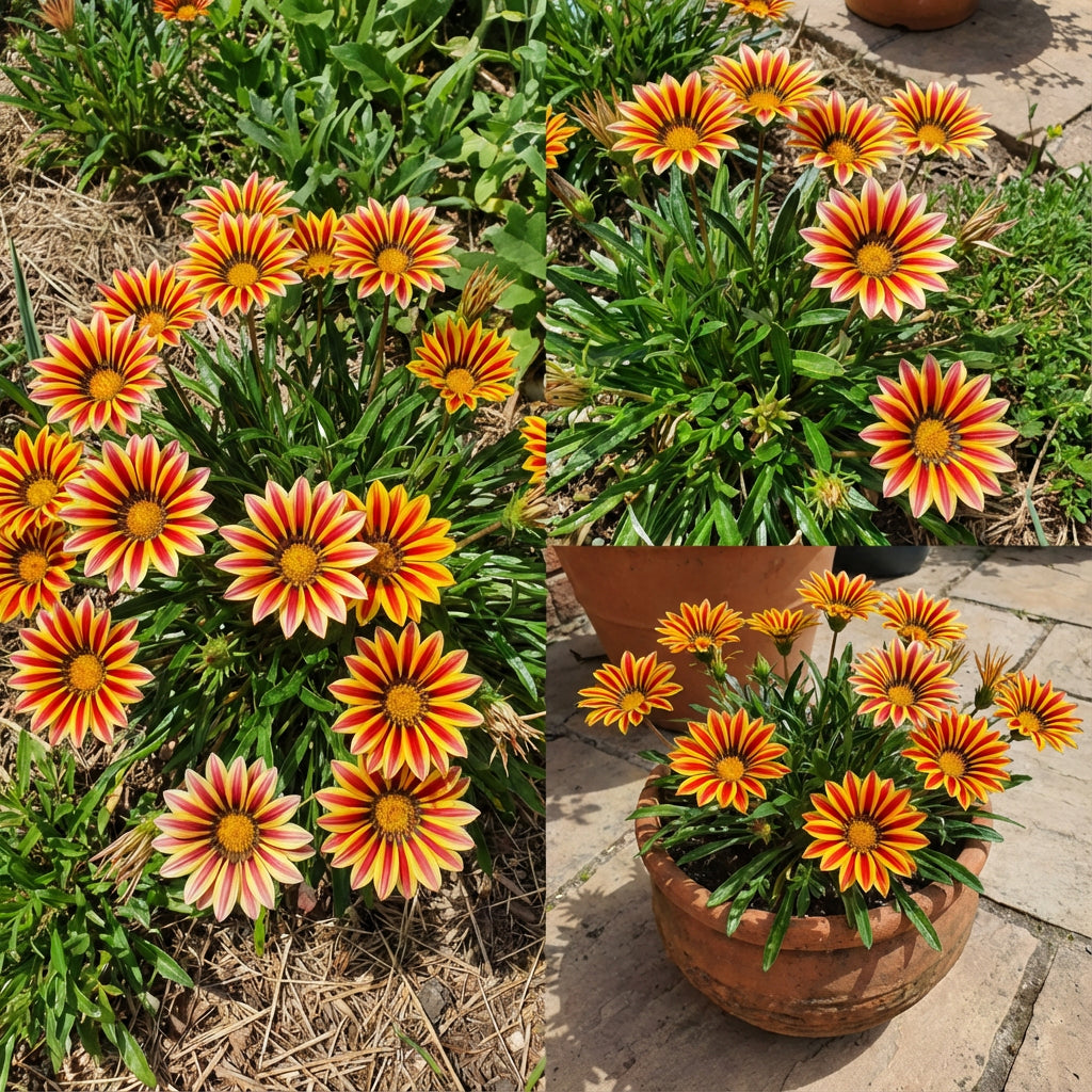 Red Yellow Gazania Flower Seeds Planting