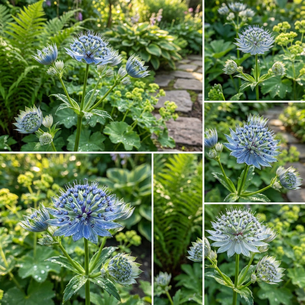Blue Masterwort Seeds for Planting Astrantia Major Flowers