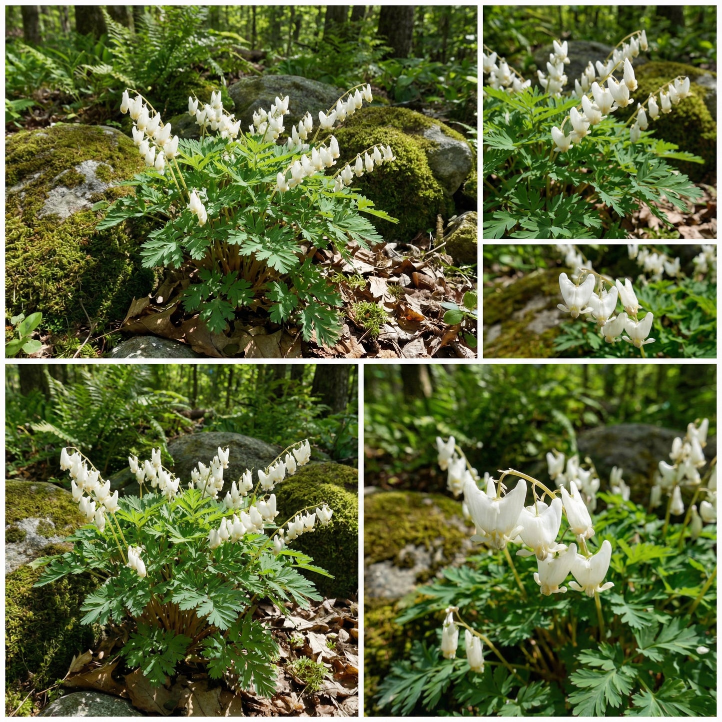 Breeches Flower Planting Seeds