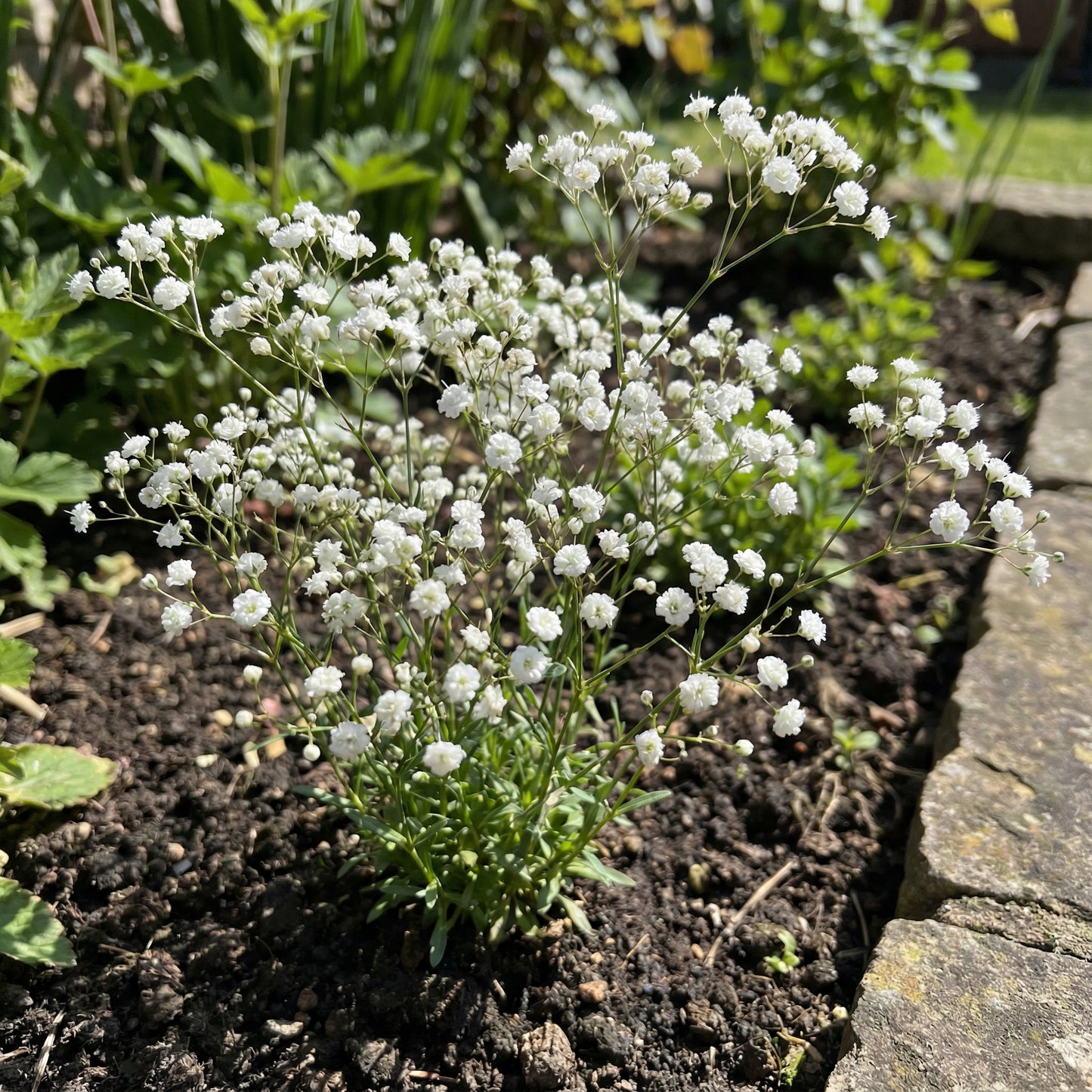White Gypsophila Seeds for Planting Seed for Creating Elegant White Florals in Your Garden