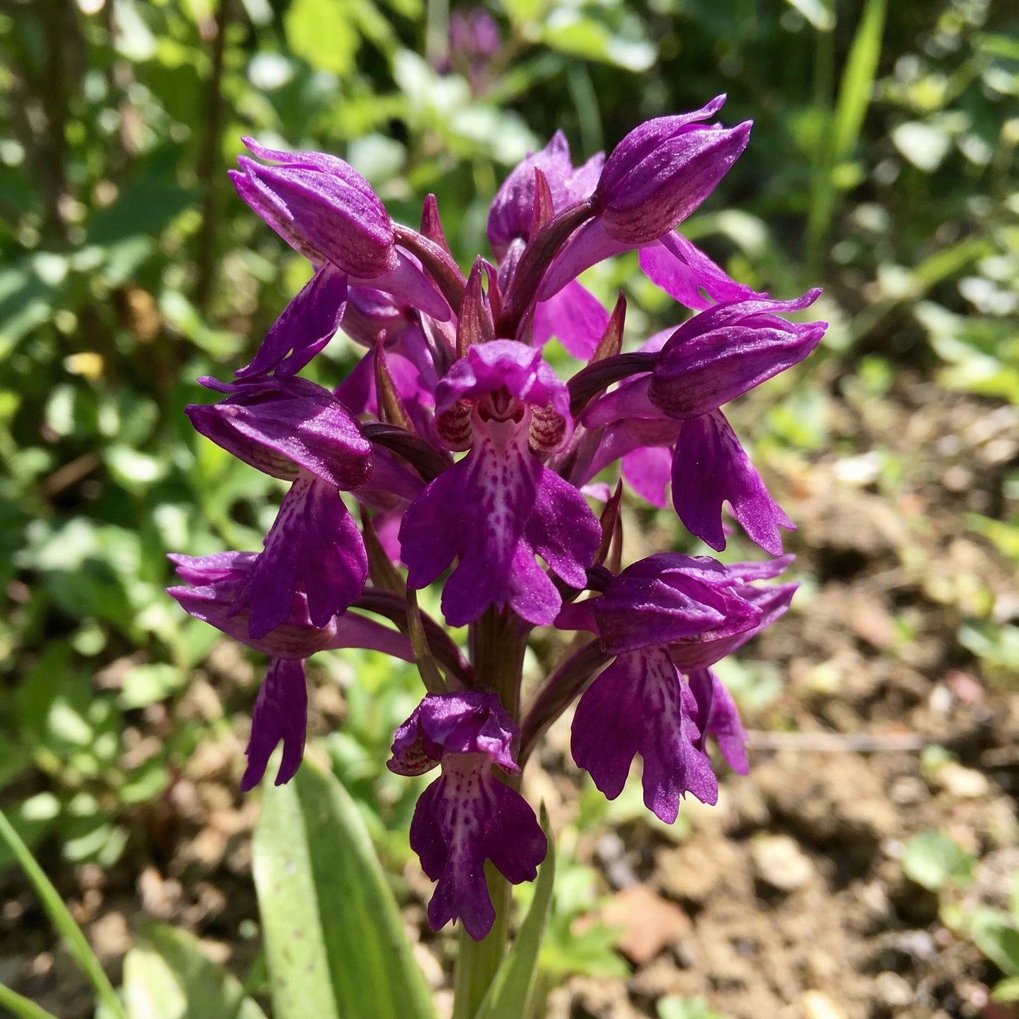 Purple Orchis Italica Seeds for Planting Vibrant Perennial Blooms