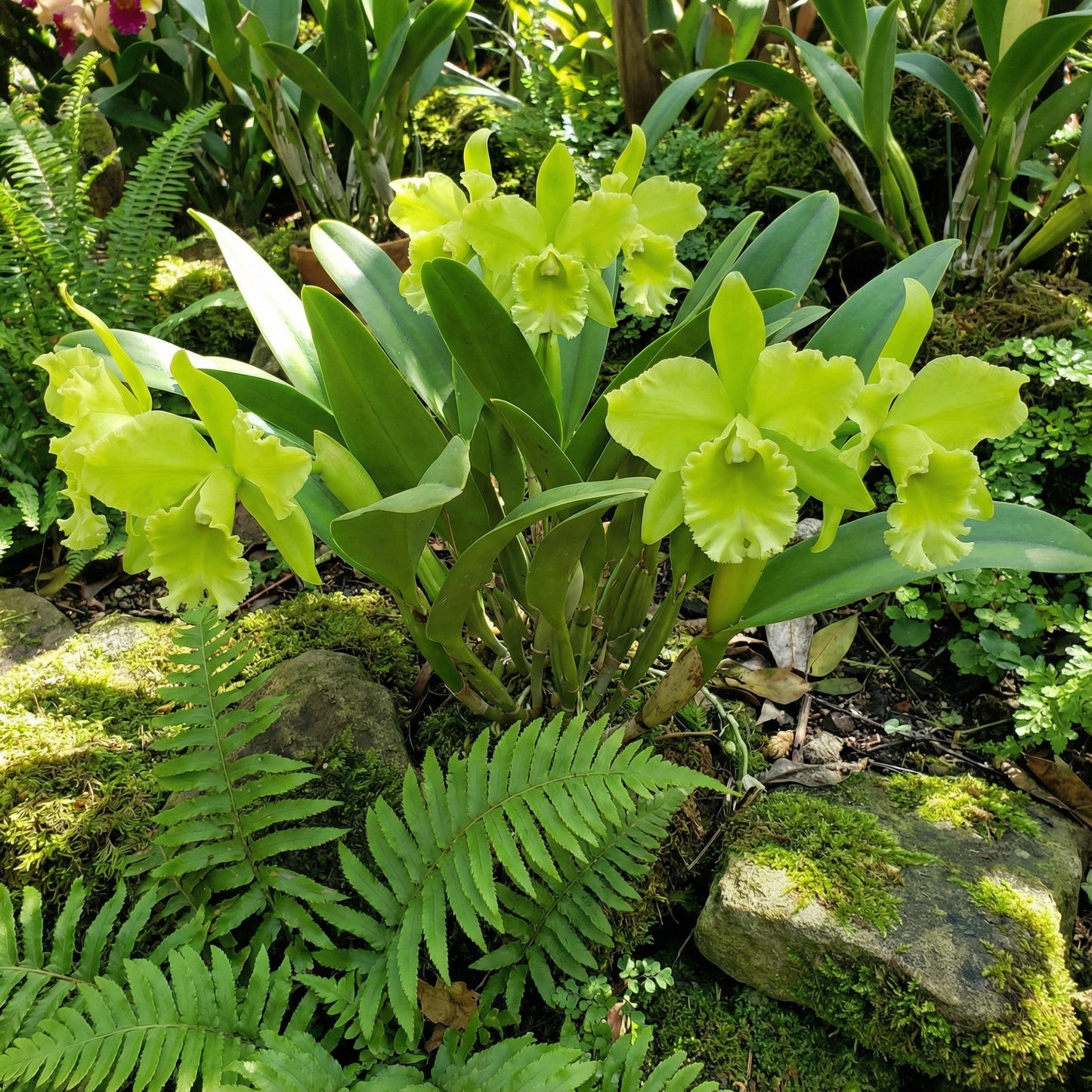 Green Cattleya Flower Planting Seeds for Vibrant Blooms