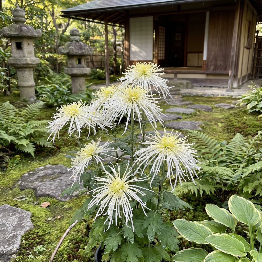 Japan Spider Chrysanthemums Seeds for Planting - Unique Floral Beauty