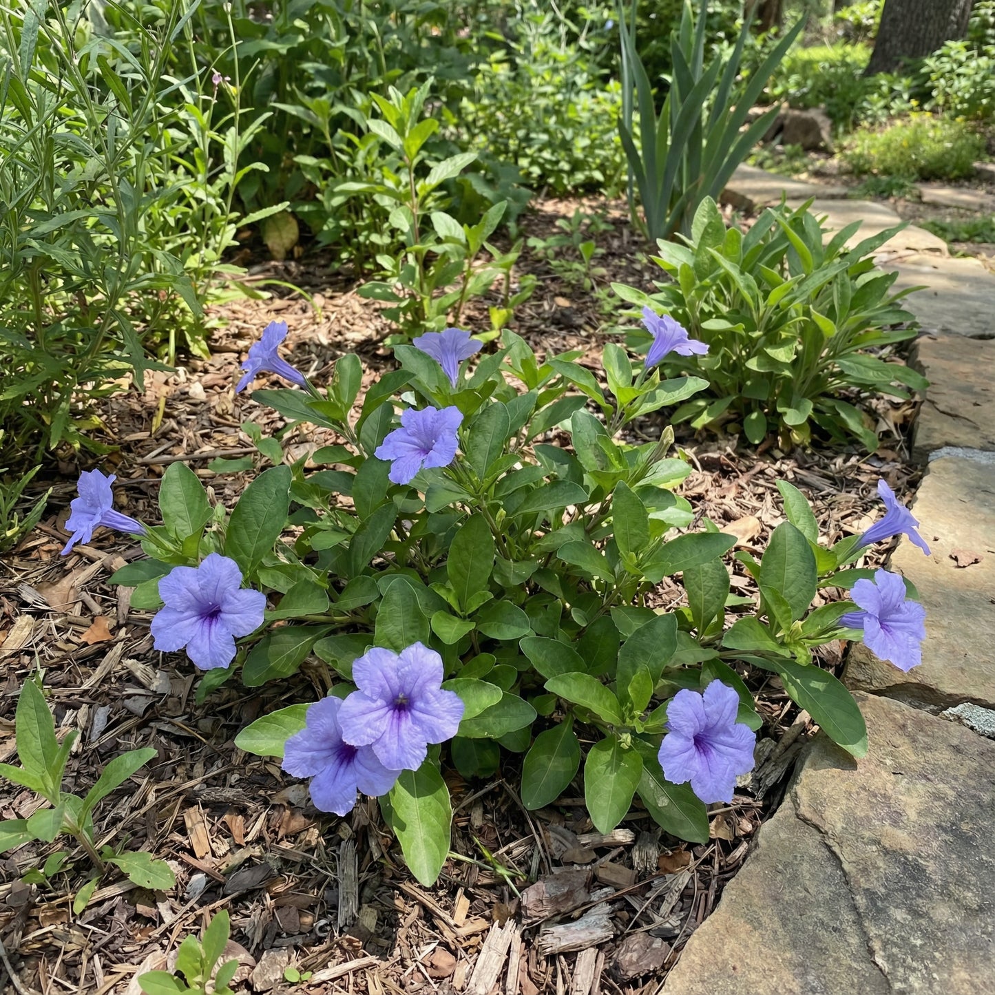 Ruellia Humillis Planting Flower Seeds
